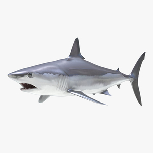 Shortfin Mako Shark 3D model