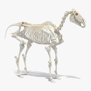 Horse Skeleton 3D model