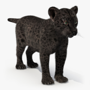 3D model Black Leopard Cub Standing Pose with Fur