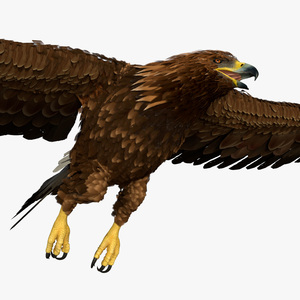 3D model Aquila Chrysaetos Eagle Flying