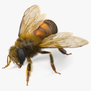 3D Honey Bee Fur model