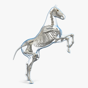 3D Rearing Horse Envelope with Skeleton