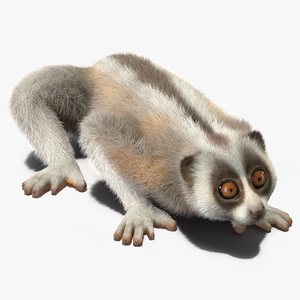 Bornean Slow Loris Fur 3D