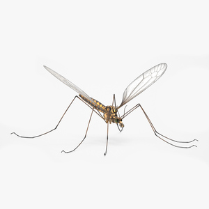 3D model Crane Fly Fur Rigged