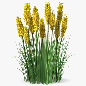 3D Kniphofia Poco Yellow