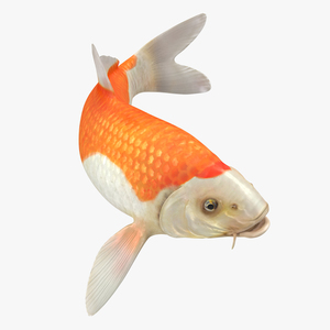 3D model Harivake Koi Fish Swiming Pose