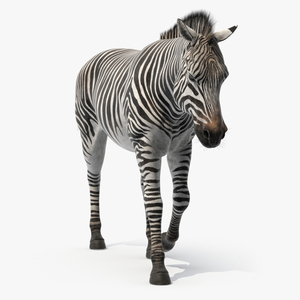 3D Zebra Adult Walking Fur model