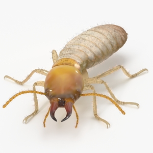 Termite in Creeping Pose 3D model