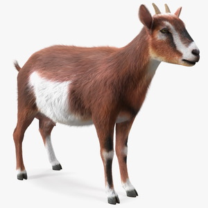 3D model Dairy Goat Brown Fur