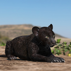 3D Panther Cub Rigged model