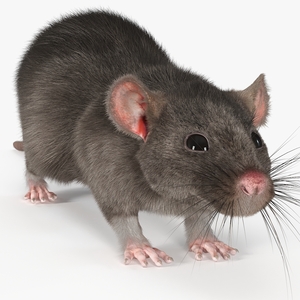 Realistic Rat with Fur 3D