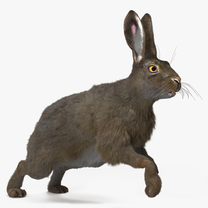 Hare with Fur Animated 3D