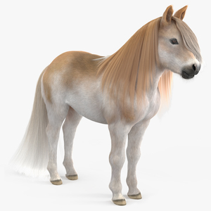 Shetland Pony with Long Mane Fur 3D