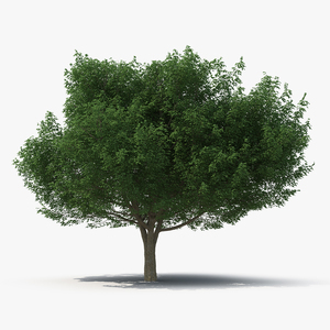 White Ash Tree 3D model