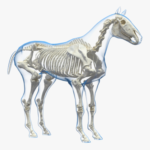 3D Horse Envelope with Skeleton Neutral Pose