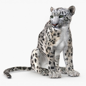 3D Snow Leopard in Sitting Pose model