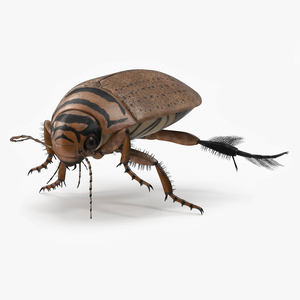 Aquatic Beetle Beige Realistic Floating 3D model