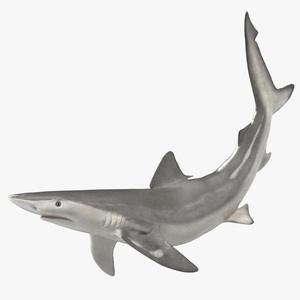 Carcharhinus Porosus Shark Rigged for Cinema 4D 3D