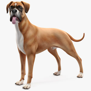 3D model Boxer Dog Rigged for Maya