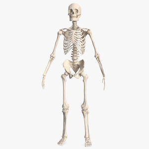 3D Male Skeleton Full Body model