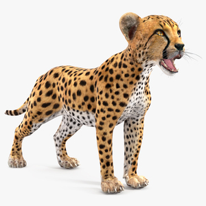 3D Cheetah Cub Rigged model