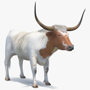 Texas Longhorn White Color Fur Rigged 3D