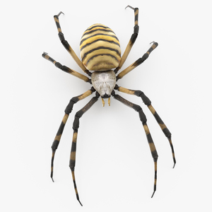 Argiope Trifasciata Spider Rigged for Maya 3D