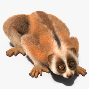 3D model Pygmy Slow Loris Fur