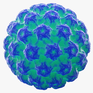 3D model Human Papilloma Virus HPV