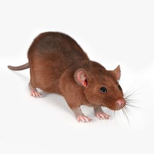 Common Rat with Fur 3D model