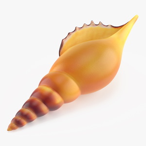 Realistic Sea Shell 3D model