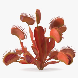 Red Dragon Venus Flytrap 3D model