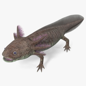 3D Brown Mexican Axolotl