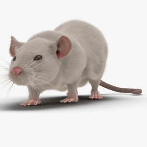 3D White Rat Pose 3