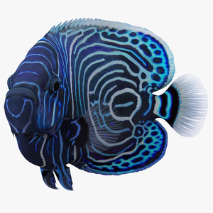 3D Juvenile Emperor Angelfish Pose 2 model