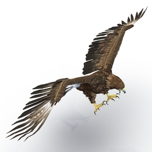 Golden Eagle Pose 6 3D model