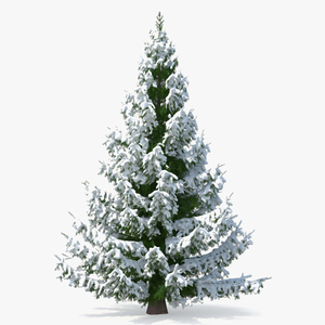 Norway Spruce in Heavy Snow 3D