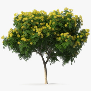 3D model Copperpod Yellow Flame Tree with Flowers