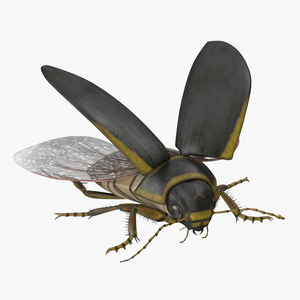 3D Hygrobia Beetle Brown Flying model