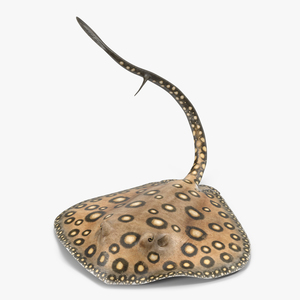 3D River Stingray Pose 2