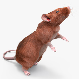 3D Realistic Lifelike Rodent Rat Standing model