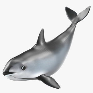 3D Vaquita Swimming Pose