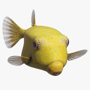 3D Yellow Spotted Boxfish Rigged for Maya model