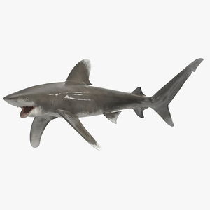 Realistic Oceanic Whitetip Shark Rigged 3D model