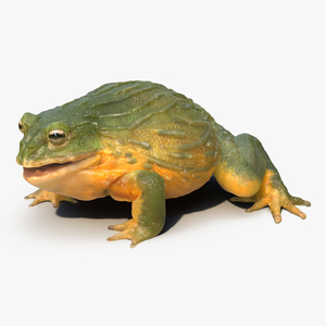 3D African Bullfrog Pose 3 model