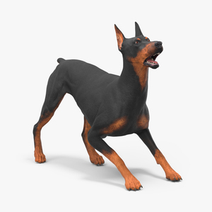 Doberman Pinscher Dog Rigged for Cinema 4D 3D