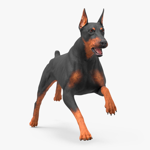 Doberman Pinscher Dog Running 3D model