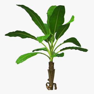 Young Banana Tree 3D