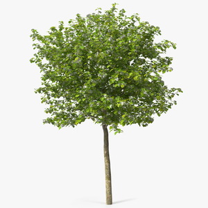 3D model Cockspur Hawthorn Small with Flower