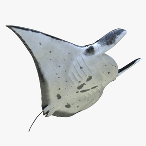 3D Manta Ray Rigged